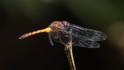 Elasmothemis cannacrioides (Ruddy Streamskimmer) male-2.jpg